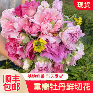 山东牡丹芍药鲜切花重瓣水养花插花云南进口观赏花束基地团购顺丰