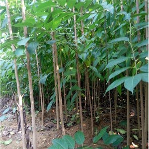 40蜀秀花果苗木批发淘宝南北方种植中药材树苗杜仲苗丝绵树苗胶木苗