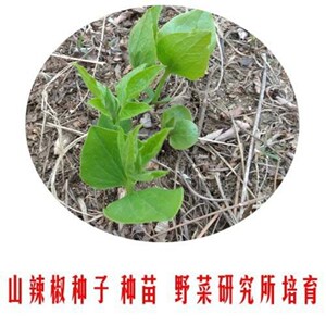 山野菜山辣椒秧子东北铁线莲中草药植物威灵仙种子种苗四季易活