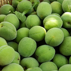 顺丰包邮云南丽江雪山照水梅新鲜水果深山现摘泡酒酸生梅子