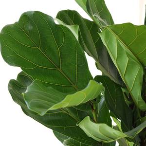 新款高档大型栽杆f琴叶盆大叶客厅室内绿色植物橡皮树榕单四季.