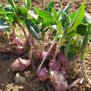 洋姜鬼姜种子子姜苗芋地姜菜姜姜不洋新鲜带芽发菊货腌菜姜种子
