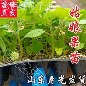 姑娘果金黄红洋姑娘果kzh秧苗四种子季大灯笼果锦灯阳台盆栽菇果