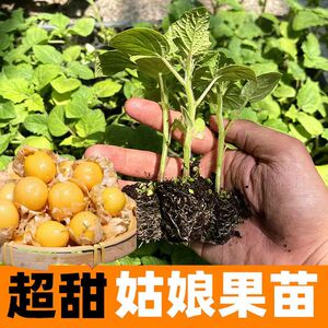 姑娘果苗金黄红洋姑娘果黄姑娘秧苗四种子季大灯笼果灯阳台盆栽菇