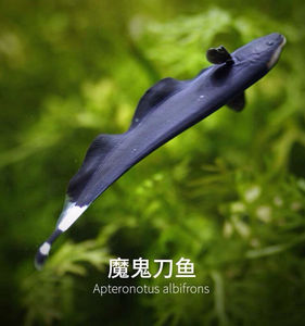 魔鬼刀鱼淡水热带观赏鱼可混养黑魔鬼刀鱼羽毛鱼活体宠物黑线翎鱼
