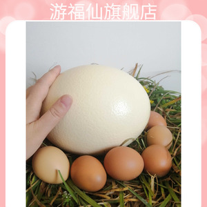 新鲜鸵鸟蛋食用驼鸟巨蛋比鹅蛋大号不孵化撞蛋立夏端午节礼品包邮