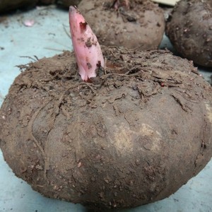 四川凉山花魔芋种高成活抗病二代种子脱毒脱水磨芋头种非云南魔芋