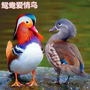 宠物活体鸳鸯鸟七彩鸳鸯鸭爱情鸟人工养殖鸳鸯幼苗纯种小鸳鸯包活