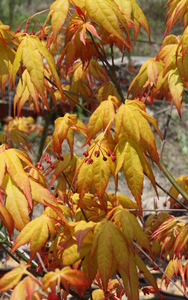 芦岭枫树园 金贵又名卡苏 黄金枫 红枫树苗 阳台庭院树 彩叶 花园