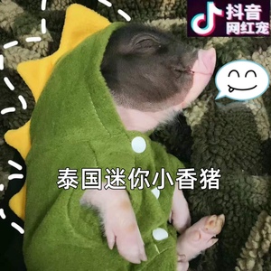 香香猪活体-淘宝拼多多热销香香猪活体货源拿货 阿里巴巴货源