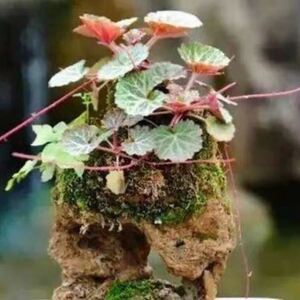 虎耳草盆栽四季开花观赏虎耳草吊盆栽绿植假山造景草金丝荷叶鲜花