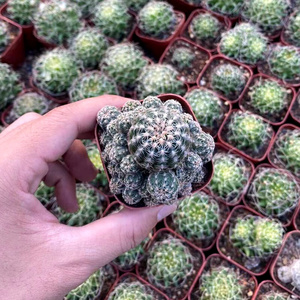 2222仙人球罗星丸宝山属开f花品种室内b易养美观多肉植物防辐射a.