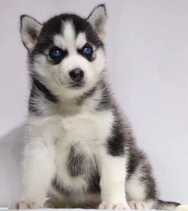 哈士奇幼犬 纯种烟灰色梦幻色蓝眼二哈雪橇犬活体家养宠物狗狗hsq