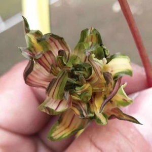 边艺墨兰花艺双全浓香奇花南阳牡丹兰花苗室内外阳台花卉绿植盆栽