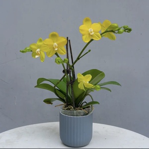 【吉祥如意】-蝴蝶兰花卉四季好养带花剑花苞兰花盆栽 缘植