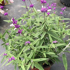 22闭鱼花苗捉鱼鲤鱼c花草新奇花卉植物毒鱼草耐寒蜜源植物绿化工