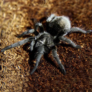 大型昆虫宠物活蜘蛛4-10厘米新手无毒可爱活物巨型正宗巴西黑丝绒