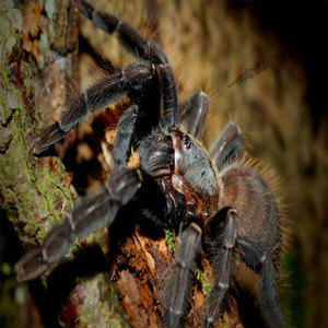 活物哥斯达黎加橙嘴捕鸟蛛足展2-11厘米爬行巨型昆虫活体宠物蜘蛛