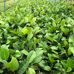 高山榕树苗 大叶榕树苗高山榕苗四季常青耐寒榕树观赏盆景