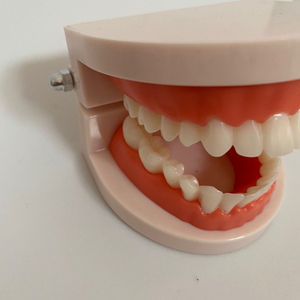 夜里扫雪淘宝牙齿模型幼儿园早教刷牙模具标准两倍假