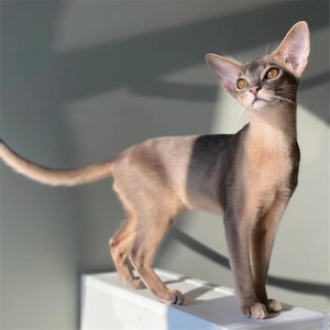0023人付款淘宝纯种阿比西尼亚猫小鹿色红褐色猫咪蓝阿比活体幼猫北京
