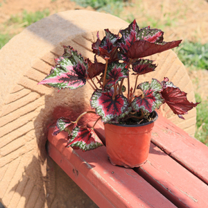 彩叶海棠盆栽彩色叶片室内观叶网红植物