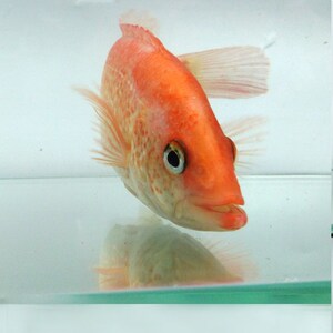 红老虎鱼金玉满堂