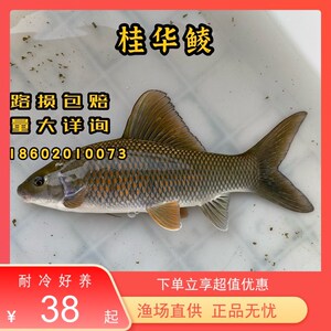 enoks1988淘宝码头现发 青衣鱼 新鲜三牙鱼500克刺身深海鱼活冻海鲜