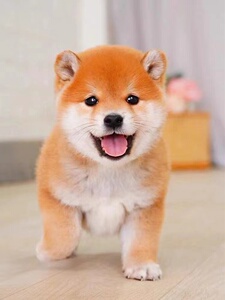 柴犬幼犬活体幼崽纯种日本柴犬豆柴秋田犬中小型家养宠物狗赛级