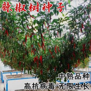 树形辣椒种籽周年摘辣椒树种子高产湖南辣椒种孑超级辣的辣椒树籽