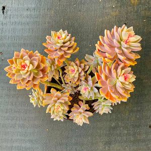 昆明市晋宁区佩奇花卉经营部的小店佩奇多肉   淡雪锦 樱花锦 满5