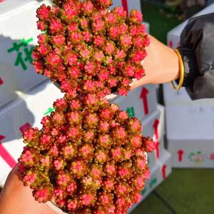 99多肉直播99多肉 七彩龙珠 多肉植物 带原塑料盆土发货,新手好