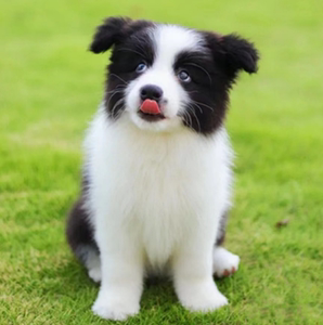 出售纯种家养边境牧羊犬幼犬高智商边牧黑白三通活体宠物狗狗边牧