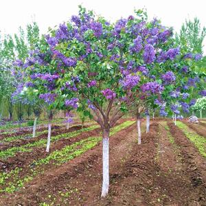 丁香花树苗高杆嫁接紫丁香别墅庭院大型盆栽浓香耐寒风景树植物
