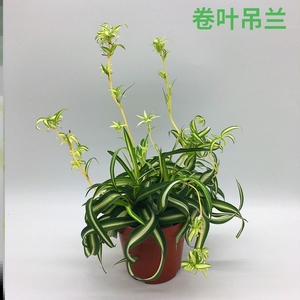 可垂吊白玉金心卷叶吊兰盆栽清新网红趣味室内绿植好养活吸甲醛