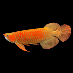 印尼红龙鱼金龙鱼黄化银龙活鱼练手幼苗大型小鱼苗活体观赏龙鱼