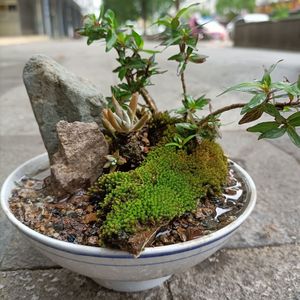 水杨梅鱼缸造景秋夏季天然细叶水团花卉奇型盆微盆景桌摆办公茶几