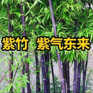 740人付款天猫名贵品种四季景观紫竹室内阳台盆栽庭院竹子苗盆景紫竹