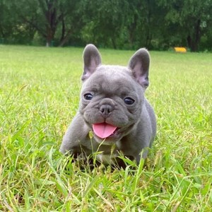 无偿领养法斗幼犬纯种蓝牛法国斗牛犬小型短体黑牛奶油法牛宠物狗