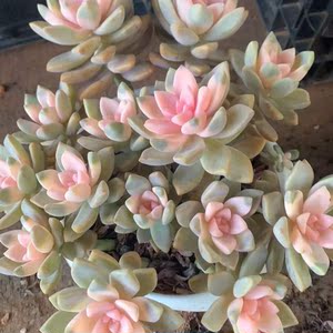 虎懂花卉樱花锦 非自然出锦 多肉植物 两单包邮