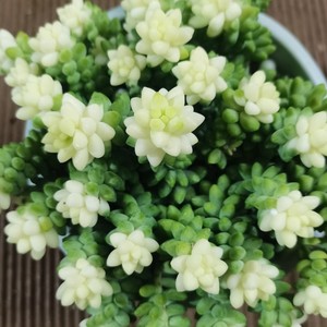 99多肉直播99多肉 雪花玉坠 多肉植物