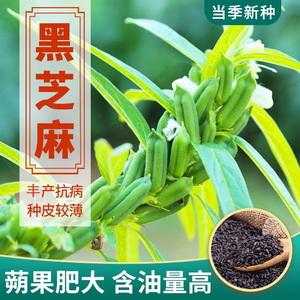 黑芝麻种子籽孑早熟丰产含油高种植滋养用种孑白芝麻种籽菜种籽