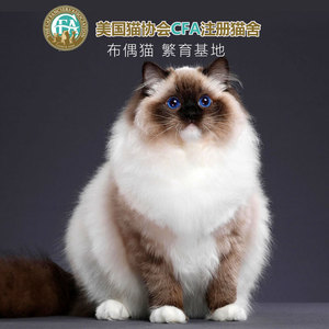 手套布偶猫产品的详细参数,实时报价,价格行情,优质批发/供应等信息