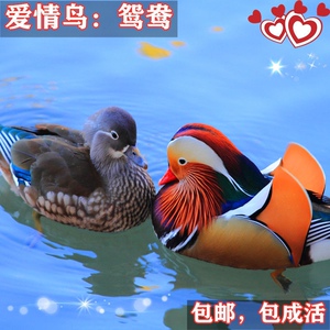 宠物活体鸳鸯鸟七彩鸳鸯崽爱情鸟鸳鸯鸭苗人工繁殖幼苗鸳鸯活苗