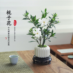 小叶栀子花盆栽开花植物室内桌面茶几好养花卉绿植办公室净化空气