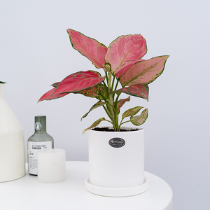 吉利红竹芋盆栽植物室内四季好养彩叶花卉办公桌面绿植水培防辐射