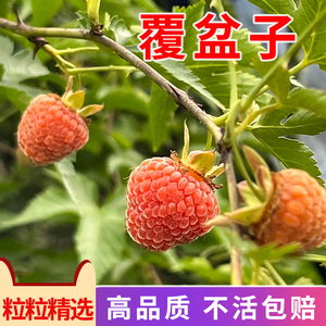 野草莓覆盆子种子野生果蓬蘽空肚莓空心泡托莫根树莓刺泡果药材籽