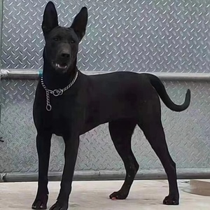 纯种黑狼犬幼犬活体墨界狼狗纯黑色狼犬大型犬巨型猛犬看家护院犬