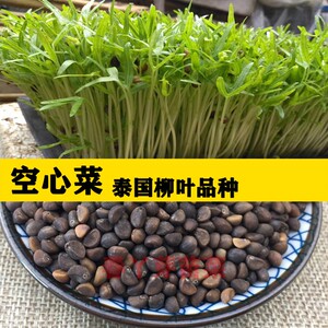 藤空心菜苗