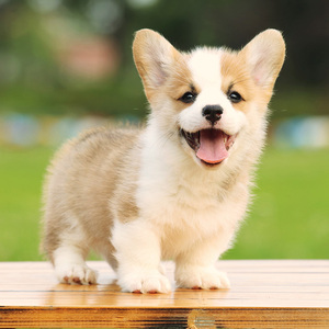 【奶牛狗】奶牛狗品牌,价格 - 阿里巴巴